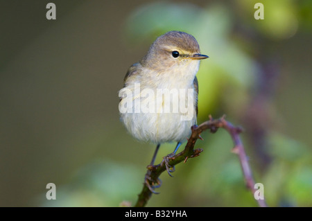 Phylloscopus collybita « récent Claj Norfolk Avril Banque D'Images