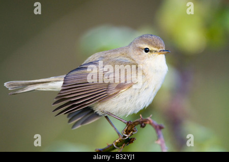 Phylloscopus collybita « récent Claj Norfolk Avril Banque D'Images