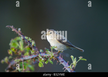 Phylloscopus collybita « récent Claj Norfolk Avril Banque D'Images