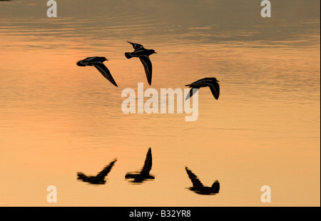 Collier Arenaria interpres Snettisham Norfolk Banque D'Images