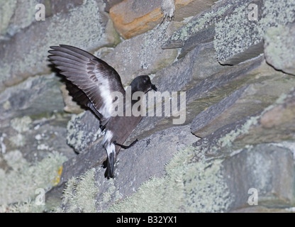 Hydrobates pelagicus pétrel tempête européenne au site du nid de nuit sur Mousa Mousa Broch Juin Shetland Banque D'Images