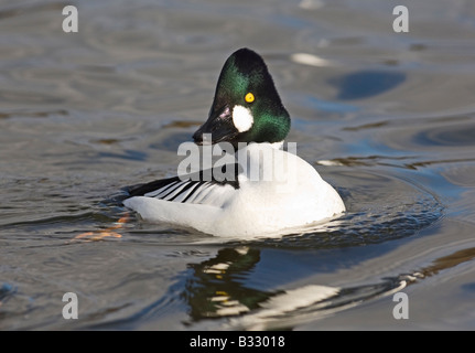 Goldeneye Bucephala clangula homme UK printemps Banque D'Images