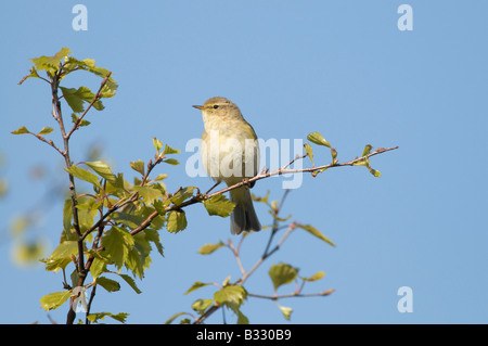 Phylloscopus collybita « récent Claj Norfolk Avril Banque D'Images