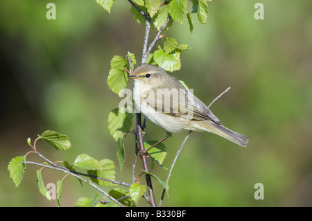 Phylloscopus collybita « récent Claj Norfolk Avril Banque D'Images