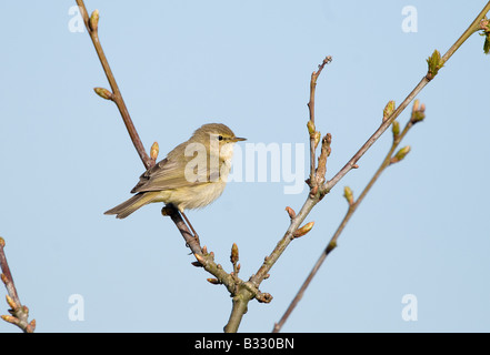 Phylloscopus collybita « récent Claj Norfolk Avril Banque D'Images