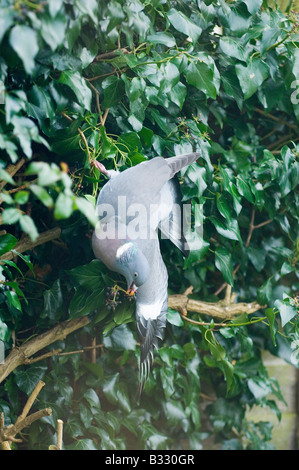 Pigeon ramier Columba palumbus se nourrissant de baies de lierre en jardin d'hiver Norfolk UK Banque D'Images