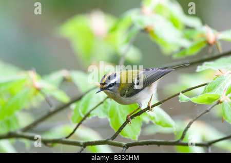 Regulus ignicapillus Firecrest Avril Norfolk Banque D'Images