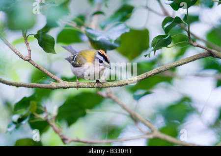 Regulus ignicapillus Firecrest Avril Norfolk Banque D'Images