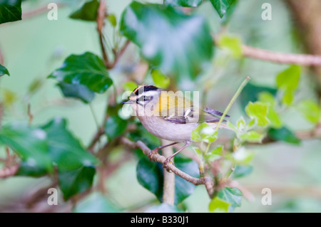 Regulus ignicapillus Firecrest Avril Norfolk Banque D'Images