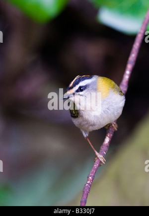 Regulus ignicapillus Firecrest Avril Norfolk Banque D'Images