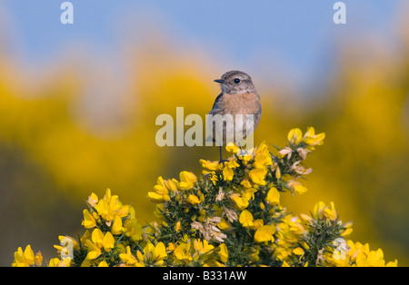 Saxicola torquata Stonechat femelle sur Kelling Heath Norfolk Avril Banque D'Images