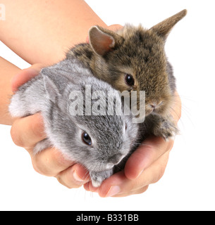 Oryctolagus cuniculus f. domestica, lapin domestique Banque D'Images
