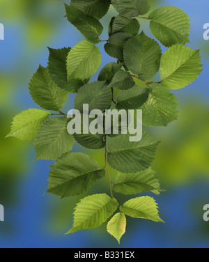 L'Ulmus glabra, Ulmus scabra, Scotch, orme orme montagnard Banque D'Images