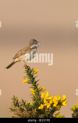 Fauvette grisette Sylvia communis en chanson réserve RSPB Minsmere peut Banque D'Images