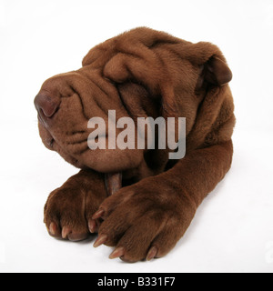 Shar Pei, Sharpei, Canis lupus f. familiaris, Shar Pei Shar-Pei Chinois, Banque D'Images
