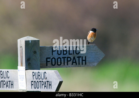 Saxicola torquata Stonechat sur sentier pour signer Minsmere Avril Suffolk Banque D'Images