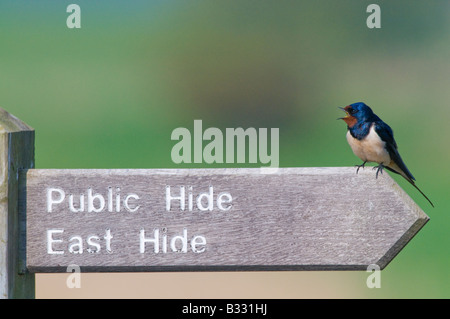 Hirondelle rustique Hirundo rustica sur panneau à la réserve RSPB Minsmere Avril Suffolk Banque D'Images