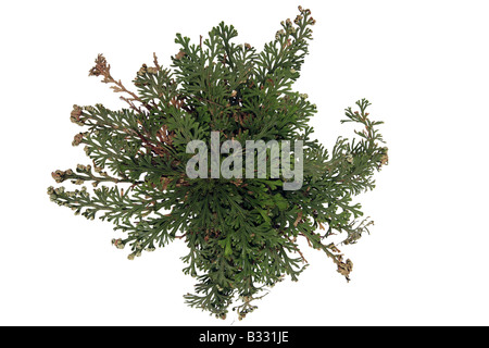 Selaginella lepidophylla, Résurrection Plante, Rose-de-Farnmoss Jéricho, Pérou Banque D'Images