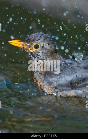 Blackbird Turdus merula femme baignant dans flaque printemps Norfolk Banque D'Images