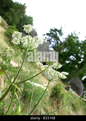 Heracleum sphondylium, la berce laineuse, berce du Caucase, American cow-panais Banque D'Images