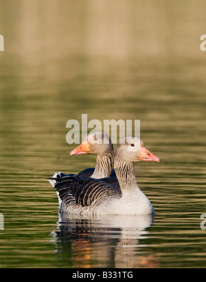 Oie cendrée (Anser anser Claj Norfolk peut Banque D'Images