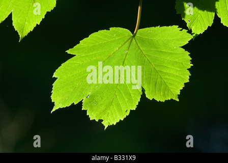 Les feuilles de platane au printemps Avril Norfolk Banque D'Images