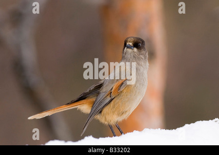 Jay Perisoreus infaustus sibérien en forêt de pins la Laponie finlandaise La Finlande l'hiver Banque D'Images