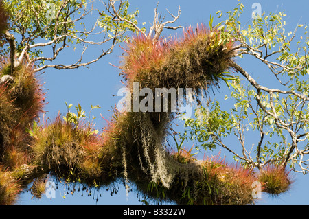 Arbre couvert de plantes épiphytes Tikal au Guatemala Banque D'Images