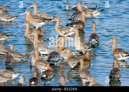 Les barges à queue noire Limosa limosa à marée haute roost à Snettisham RSPB Réserver l'Laver Août Norfolk Banque D'Images