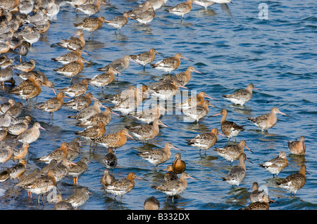 Les barges à queue noire Limosa limosa à marée haute roost à Snettisham RSPB Réserver l'Laver Août Norfolk Banque D'Images