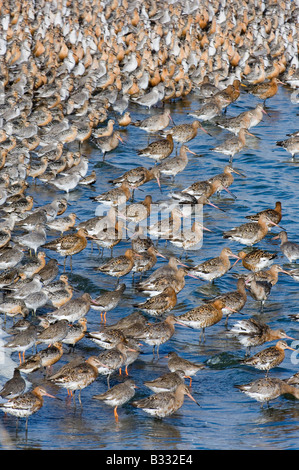 Les barges à queue noire Limosa limosa à marée haute roost avec noeud et RSPB Snettisham Chevalier arlequin à réserver l'Laver Août Norfolk Banque D'Images