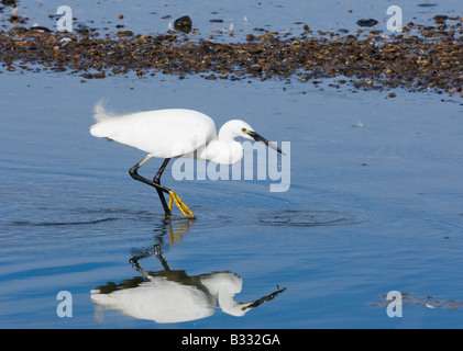 Aigrette garzette Egretta garzetta réserve RSPB Snettisham Norfolk Août Banque D'Images