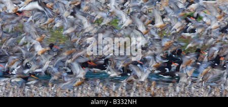 Les huîtriers au noeud et à marée haute la réserve RSPB Snettisham roost laver Norfolk summer Banque D'Images