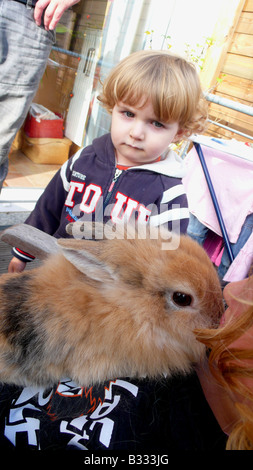 Oryctolagus cuniculus f. domestica, lapin domestique Banque D'Images