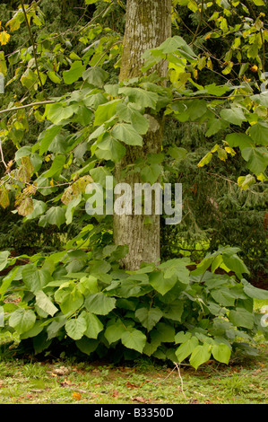 Le tilleul d'Amérique Tilia americana photographié en UK Banque D'Images