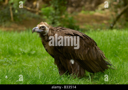 Cinereous Vulture vautour noir à Aeygypius monachus photographié en France Banque D'Images