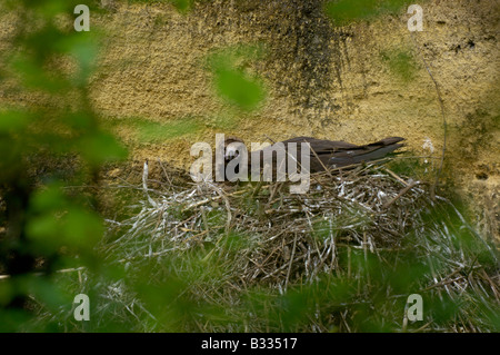 Cinereous Vulture vautour noir à Aeygypius monachus sur son nid photographié en France Banque D'Images