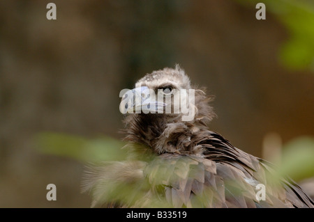 Cinereous Vulture vautour noir à Aeygypius monachus photographié en France Banque D'Images