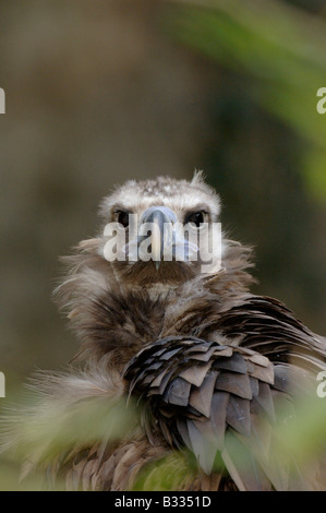 Cinereous Vulture vautour noir à Aeygypius monachus photographié en France Banque D'Images