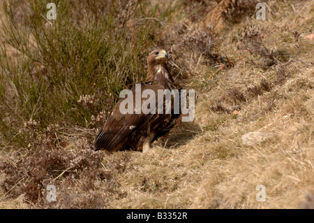 Aigle royal Aquila chrysaetos, juvénile, photographié en Pyrénées espagnoles Banque D'Images