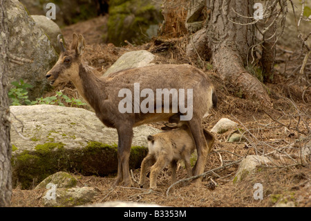 Isard (Isards) Rupicapra rupicapra pyrenaica suckling femelle jeune photographié en Pyrénées françaises Banque D'Images