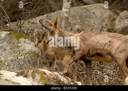 Isard( Isards) Rupicapra rupicapra pyrenaica, femme et jeune photographié en Pyrénées françaises Banque D'Images