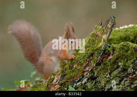 L'Écureuil roux Sciurus vulgaris photographié en Angleterre Banque D'Images