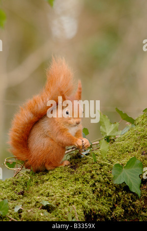 L'Écureuil roux Sciurus vulgaris photographié en Angleterre Banque D'Images