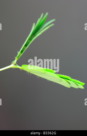 Mimosa pudica, plante sensitive, touch-me-not Banque D'Images