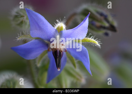 La bourrache, Borago officinalis, gros plan de la fleur Banque D'Images