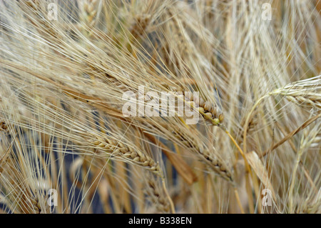 Six-bordée d'orge (Hordeum vulgare l annonce. hexadecimalcTic-hone) Banque D'Images