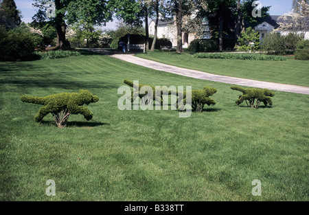 Quatre chiens de topiaires dans Fox hunt sur pelouse Ladew Topiary Garden. Banque D'Images