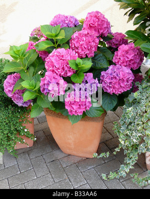 Hydrangea macrophylla, jardin hortensia, hydrangea chapeau dentelle Banque D'Images