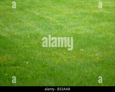 pelouse verte Banque D'Images